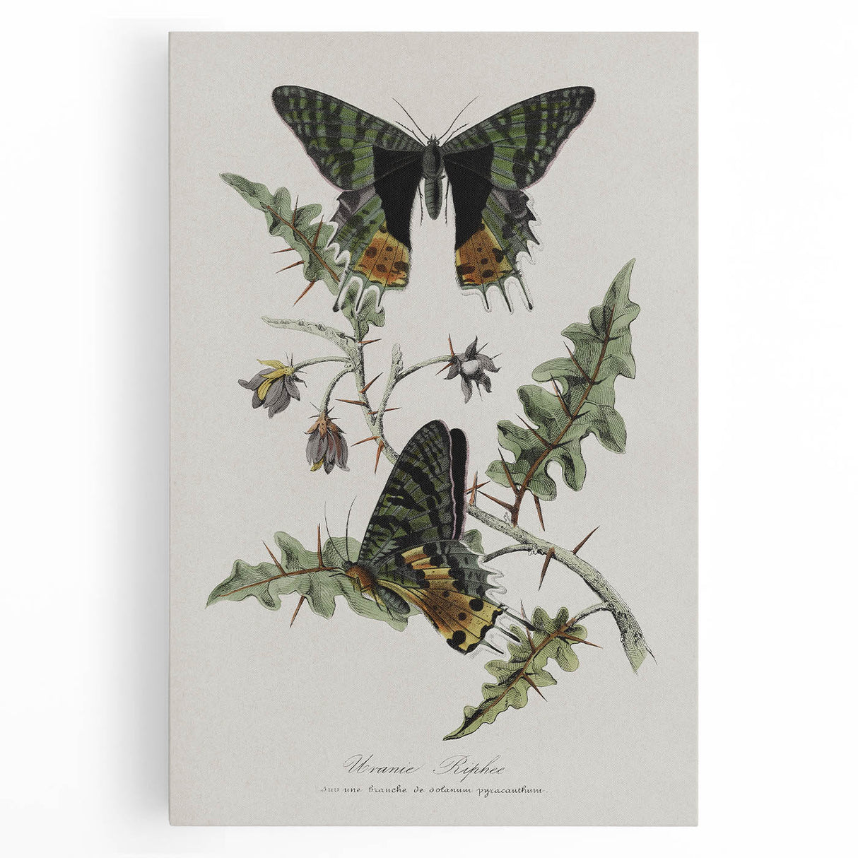 Grunge Aesthetic Art: Vintage Butterfly Illustration Grunge Wall Art