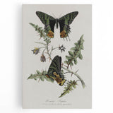 Grunge Aesthetic Art: Vintage Butterfly Illustration Grunge Wall Art