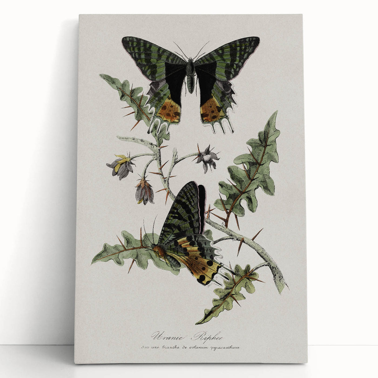 Grunge Aesthetic Art: Vintage Butterfly Illustration Grunge Wall Art
