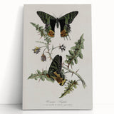 Grunge Aesthetic Art: Vintage Butterfly Illustration Grunge Wall Art