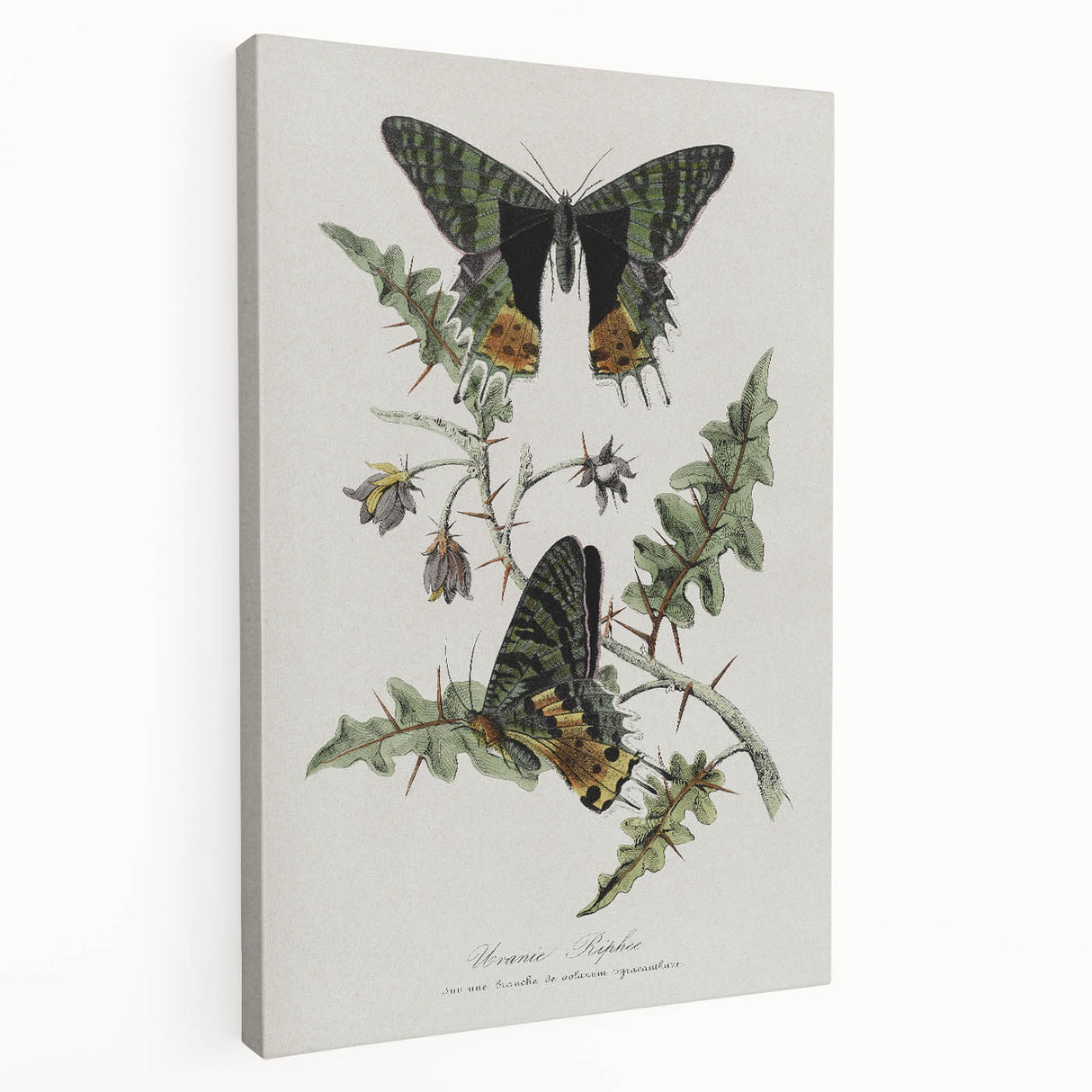 Grunge Aesthetic Art: Vintage Butterfly Illustration Grunge Wall Art