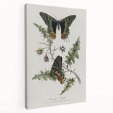 Grunge Aesthetic Art: Vintage Butterfly Illustration Grunge Wall Art
