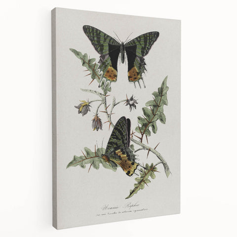 Grunge Aesthetic Art: Vintage Butterfly Illustration Grunge Wall Art