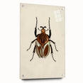 Vintage Grunge Beetle Art - Distressed Insect Illustration Wall Print