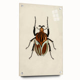 Vintage Grunge Beetle Art - Distressed Insect Illustration Wall Print