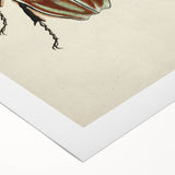 Vintage Grunge Beetle Art - Distressed Insect Illustration Wall Print