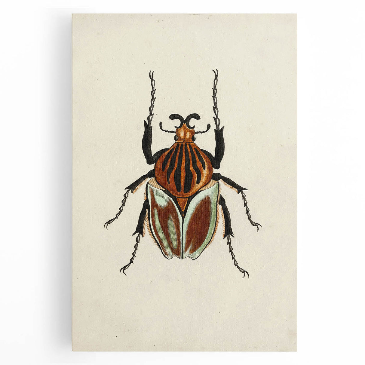 Vintage Grunge Beetle Art - Distressed Insect Illustration Wall Print