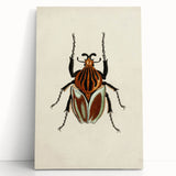 Vintage Grunge Beetle Art - Distressed Insect Illustration Wall Print
