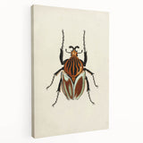 Vintage Grunge Beetle Art - Distressed Insect Illustration Wall Print