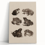 Vintage Grunge Frog Illustration - Distressed Amphibian Wall Art Print