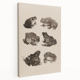 Vintage Grunge Frog Illustration - Distressed Amphibian Wall Art Print