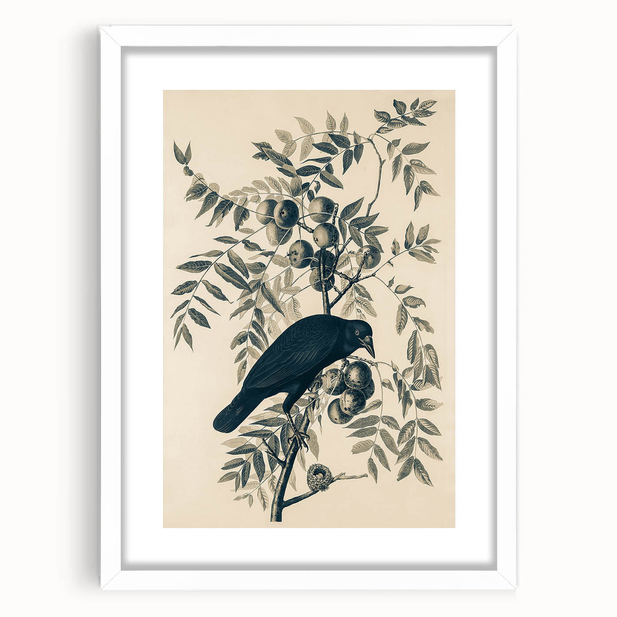 Grunge Crow and Fruit Illustration - Vintage Botanical Wall Art Print