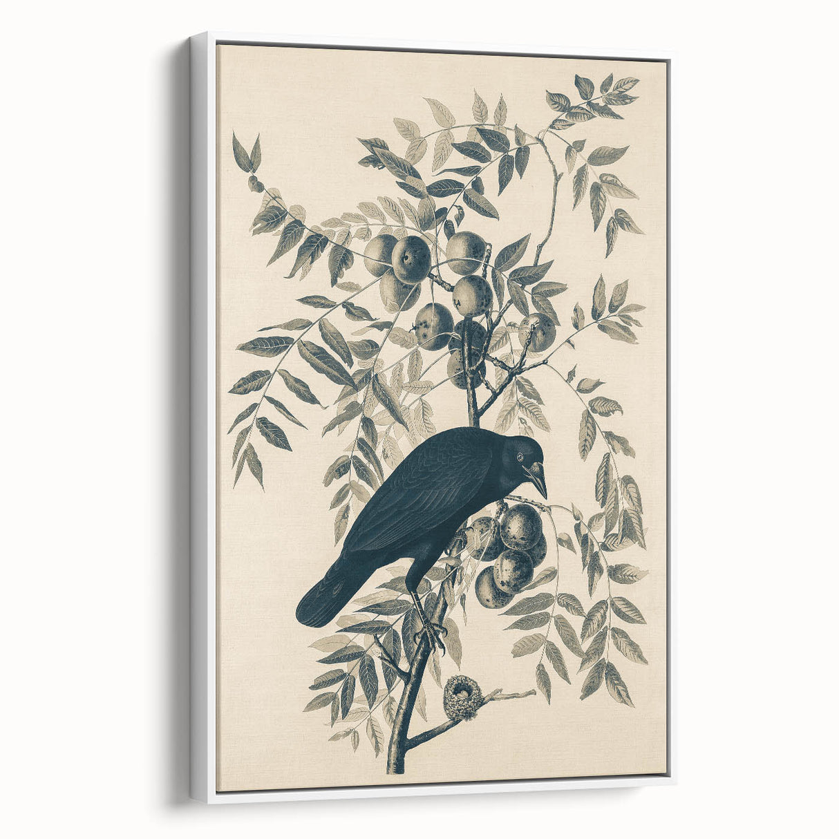 Grunge Crow and Fruit Illustration - Vintage Botanical Wall Art Print
