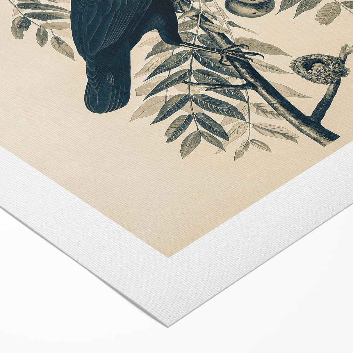 Grunge Crow and Fruit Illustration - Vintage Botanical Wall Art Print
