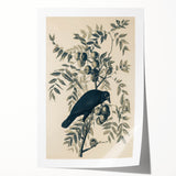 Grunge Crow and Fruit Illustration - Vintage Botanical Wall Art Print