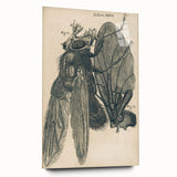 Vintage Grunge Insect Anatomy Print - Detailed Scientific Wall Art