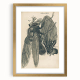 Vintage Grunge Insect Anatomy Print - Detailed Scientific Wall Art