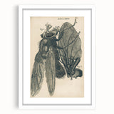 Vintage Grunge Insect Anatomy Print - Detailed Scientific Wall Art