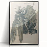 Vintage Grunge Insect Anatomy Print - Detailed Scientific Wall Art
