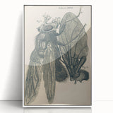 Vintage Grunge Insect Anatomy Print - Detailed Scientific Wall Art