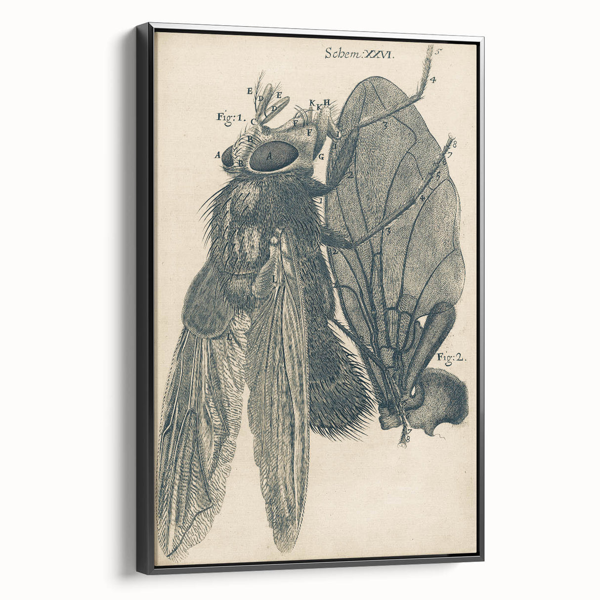 Vintage Grunge Insect Anatomy Print - Detailed Scientific Wall Art
