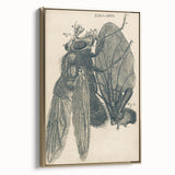 Vintage Grunge Insect Anatomy Print - Detailed Scientific Wall Art
