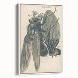 Vintage Grunge Insect Anatomy Print - Detailed Scientific Wall Art