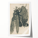 Vintage Grunge Insect Anatomy Print - Detailed Scientific Wall Art