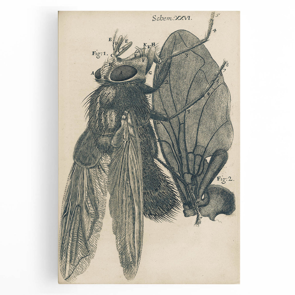 Vintage Grunge Insect Anatomy Print - Detailed Scientific Wall Art