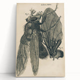 Vintage Grunge Insect Anatomy Print - Detailed Scientific Wall Art
