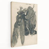 Vintage Grunge Insect Anatomy Print - Detailed Scientific Wall Art