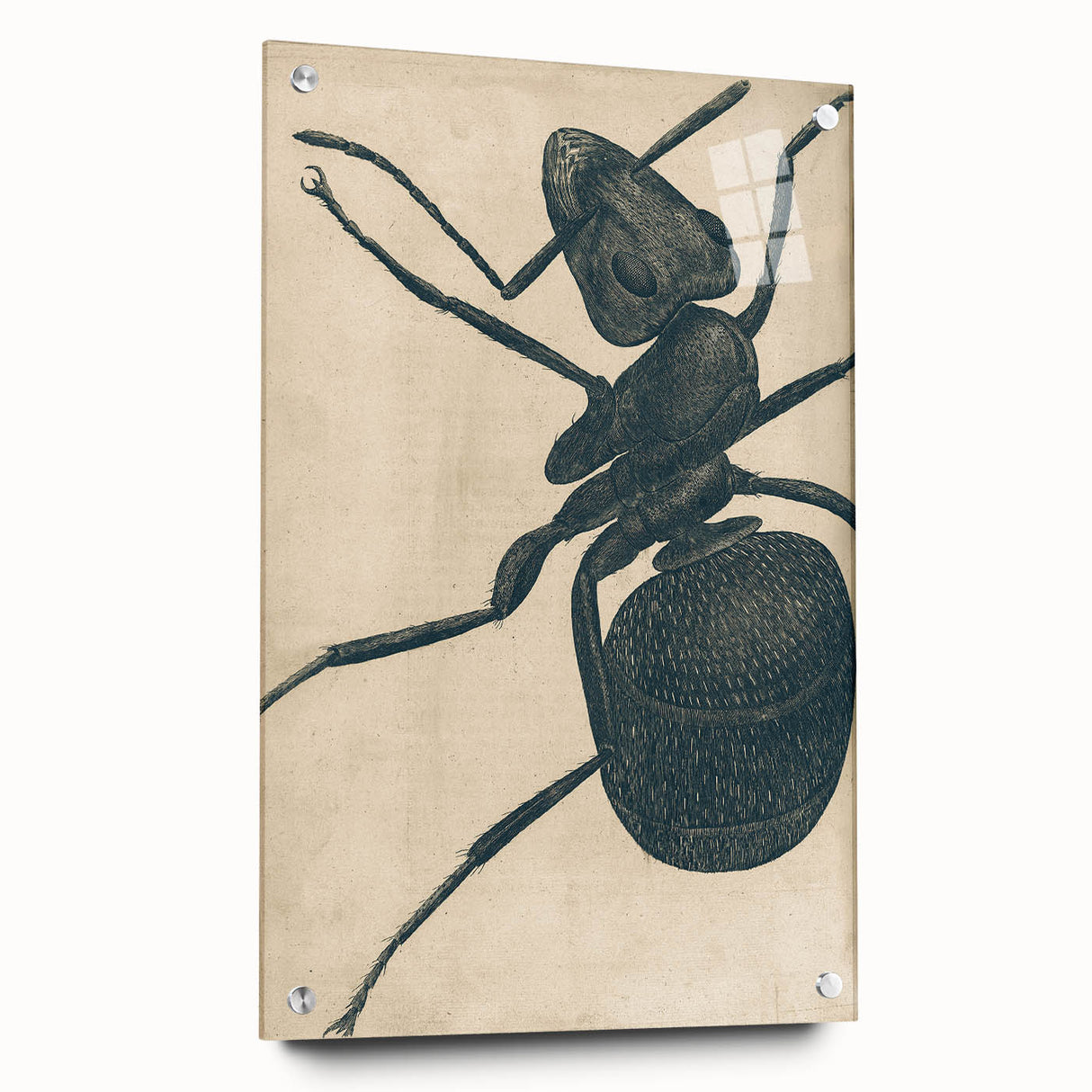 Intricate Grunge Ant Sketch - Vintage Insect Art for Modern Spaces