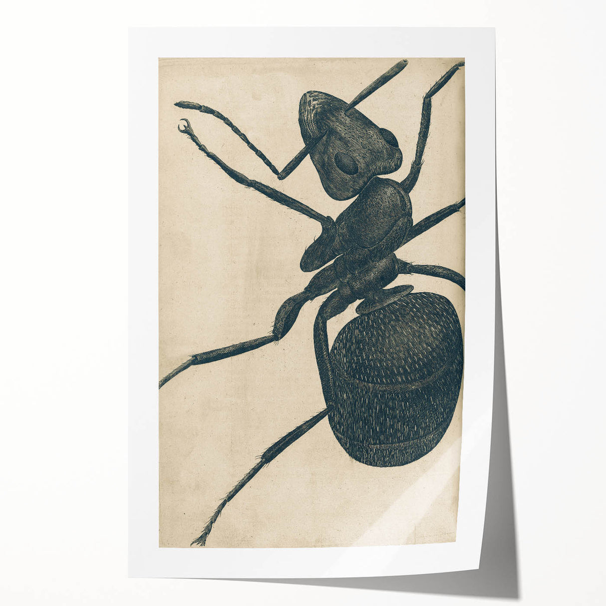 Intricate Grunge Ant Sketch - Vintage Insect Art for Modern Spaces