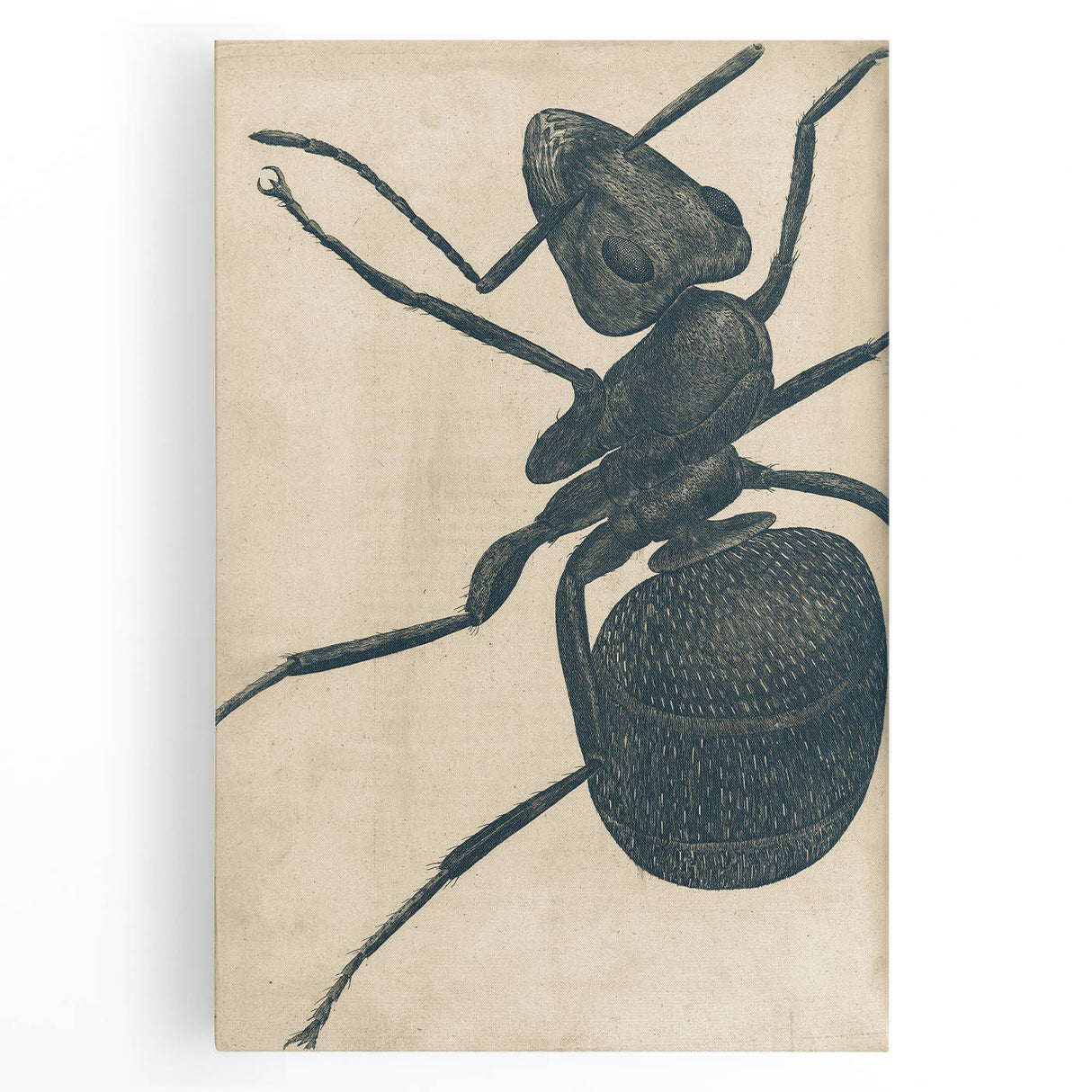 Intricate Grunge Ant Sketch - Vintage Insect Art for Modern Spaces