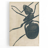 Intricate Grunge Ant Sketch - Vintage Insect Art for Modern Spaces