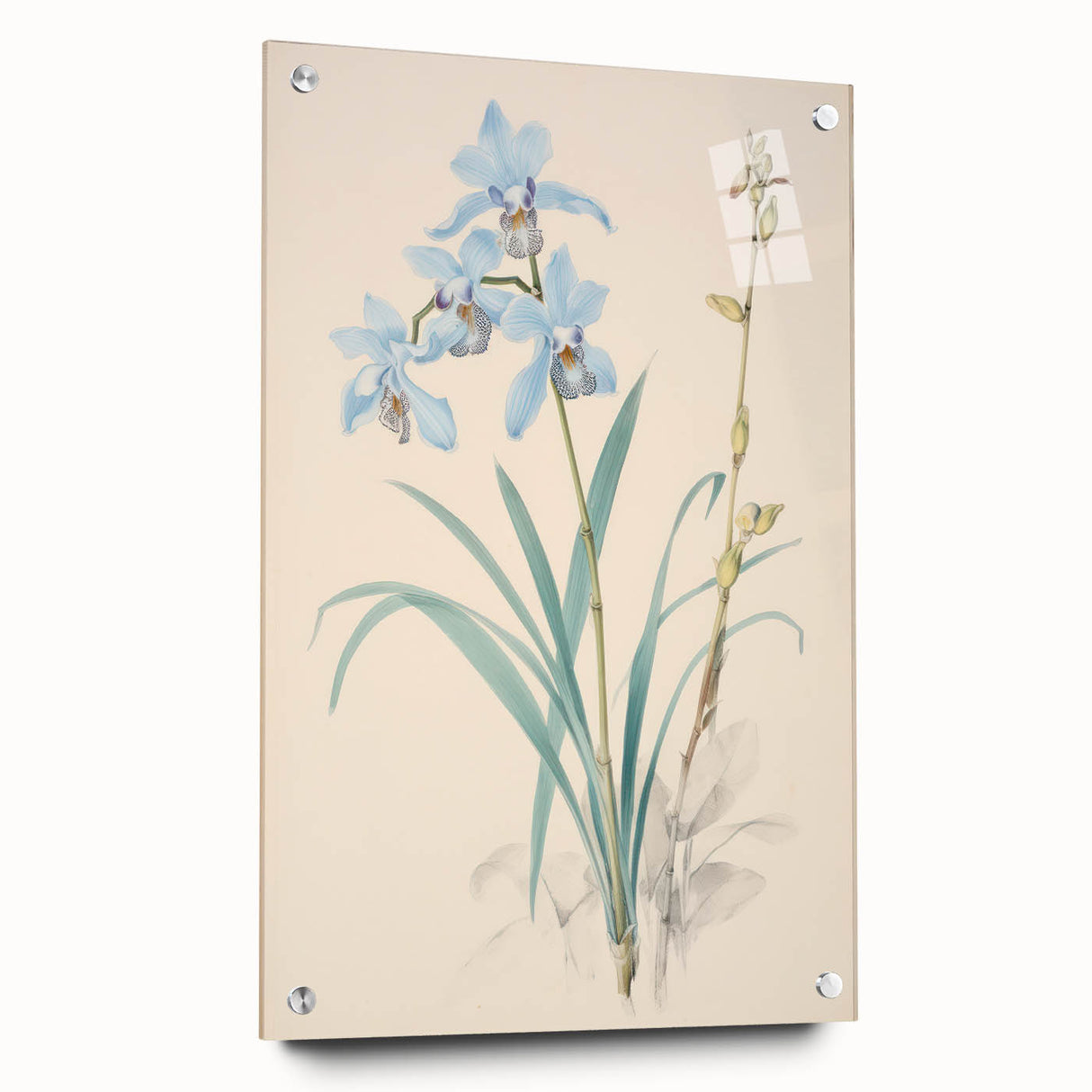 Maximalist Wall Art - Elegant Botanical Orchid Illustration for Home Decor