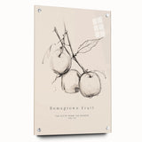 Minimalist Botanical Art: "Homegrown Fruit" Apple Branch Sketch in Neutral Tones