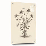 Minimalist Wall Art – Botanical Wildflower Sketch for Simple Home Decor