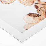 Delicate Decay - Vintage Botanical Rustic Art