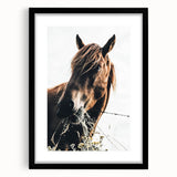 Grazing Grace - Rustic Horse Close-Up Art