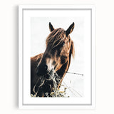 Grazing Grace - Rustic Horse Close-Up Art