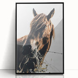 Grazing Grace - Rustic Horse Close-Up Art