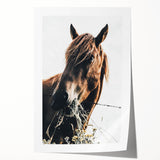 Grazing Grace - Rustic Horse Close-Up Art