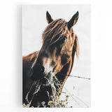Grazing Grace - Rustic Horse Close-Up Art