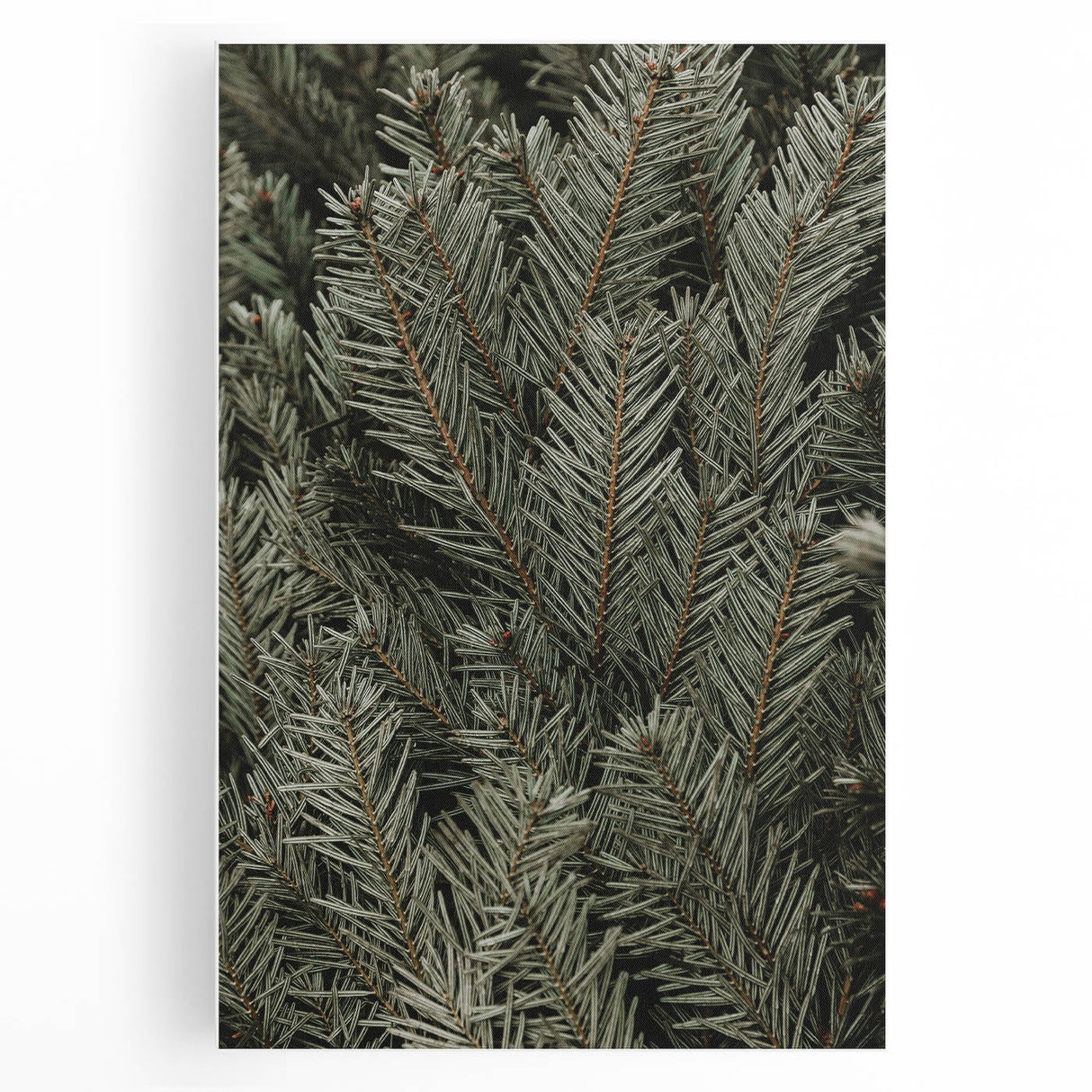 Evergreen Pine Needles Art - Rustic Nature Wall Decor