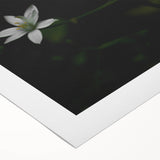 Ephemeral White Blossoms - Minimalist Floral Art