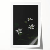 Ephemeral White Blossoms - Minimalist Floral Art