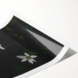 Ephemeral White Blossoms - Minimalist Floral Art