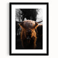 Majestic Highland Cow - Rustic Farmhouse Animal Art