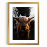 Majestic Highland Cow - Rustic Farmhouse Animal Art